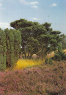 Lüneburger Heide, Naturschutzgebiet Gl1980 #G3101 - Andere & Zonder Classificatie