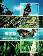 MONTSERRAT 2009 Mi BL 126 BIRDS MINT MINIATURE SHEET ** - Other & Unclassified