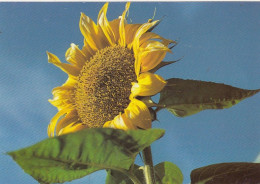 Sonnenblume Ngl #G3784 - Andere & Zonder Classificatie