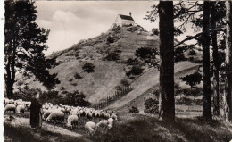 Droben Stehet Die Kapelle (Wurmlingen) Gl1958 #G4025 - Andere & Zonder Classificatie