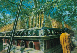 Ceylon, Anuradhapura, The Sacred Bo-Tree Ngl #G4114 - Other & Unclassified