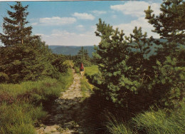 Schwarzwald, Höhenweg Mit Typischen Legföhren Gl1970 #G4189 - Autres & Non Classés