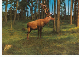 Hirsch Im Hochwild-Schutzpark Schwarze Berge Ngl #G4608 - Sonstige & Ohne Zuordnung