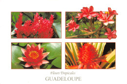 971-GUADELOUPE-N°T2701-C/0197 - Altri & Non Classificati