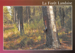 40-LES LANDES LA FORET-N°T2703-D/0303 - Andere & Zonder Classificatie