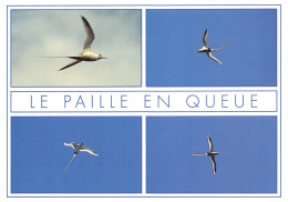 974-ILE DE LA REUNION OISEAUX-N°T2705-C/0093 - Sonstige & Ohne Zuordnung