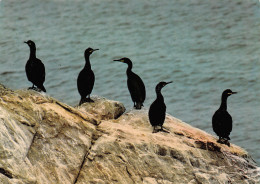 29-BRETAGNE CORMORANS-N°T2707-D/0049 - Autres & Non Classés