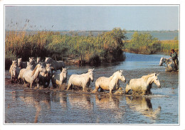 13-EN CAMARGUE-N°T2708-D/0211 - Sonstige & Ohne Zuordnung