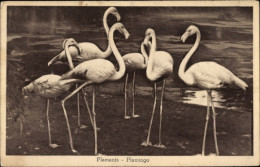 CPA Flamingos Am Wasser, Vögel - Other & Unclassified