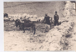 Photo Cisjordanie Environs De  Bethléem  Paysans Au Labour Avec Son âne   Réf 30786 - Orte