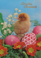 EASTER CHICKEN EGG Vintage Postcard CPSM #PBP102.A - Easter