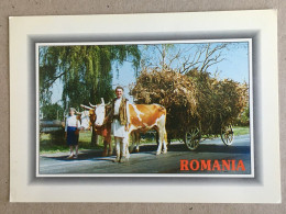 Romania Rumanien Roumanie - Country Life La Vie Aux Champs Land Leben Costumes Types Type Ethnics Folklore - Kostums