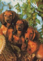 DOG Animals Vintage Postcard CPSM #PAN727.A - Dogs