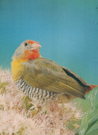VOGEL Tier Vintage Ansichtskarte Postkarte CPSM #PAN336.A - Vogels