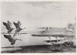 BIRD Animals Vintage Postcard CPSM #PAN312.A - Vogels