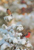 OISEAU Animaux Vintage Carte Postale CPSM #PAN220.A - Birds