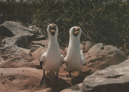 OISEAU Animaux Vintage Carte Postale CPSM #PAN200.A - Birds