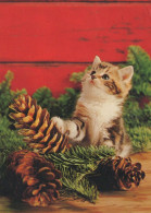KATZE MIEZEKATZE Tier Vintage Ansichtskarte Postkarte CPSM #PAM585.A - Cats