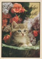 GATO GATITO Animales Vintage Tarjeta Postal CPSM #PBQ969.A - Cats