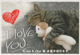 CAT KITTY Animals Vintage Postcard CPSM #PBQ958.A - Cats