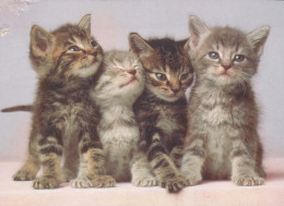 GATO GATITO Animales Vintage Tarjeta Postal CPSM #PBQ929.A - Cats