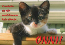 GATTO KITTY Animale Vintage Cartolina CPSM #PBQ760.A - Cats