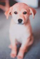 DOG Animals Vintage Postcard CPSM #PBQ343.A - Chiens