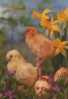 PÂQUES POULET ŒUF Vintage Carte Postale CPSM #PBO684.A - Easter