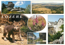 Animaux - Loups - Lozère - Multivues - Louveteau - CPM - Voir Scans Recto-Verso - Andere & Zonder Classificatie