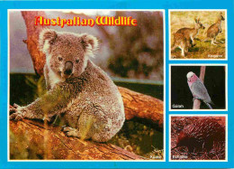 Animaux - Australian Wildlife - Multivues - CPM - Voir Scans Recto-Verso - Andere & Zonder Classificatie