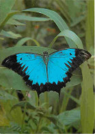 Animaux - Papillons - Blue Mountain Swallowtail - Papilio Ulysses - Australia - Voir Timbre De Suisse - CPM - Voir Scans - Schmetterlinge