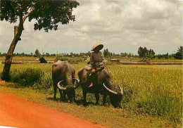 Animaux - Vaches - Asie - Cùng Ton Tai - CPM - Voir Scans Recto-Verso - Koeien