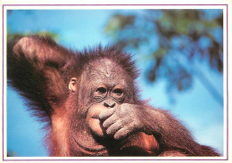 Animaux - Singes - Orang-Outan - Editions Paty And Sweety - Carte Neuve - CPM - Voir Scans Recto-Verso - Apen