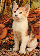 Animaux - Chats - Chatons - CPM - Voir Scans Recto-Verso - Cats