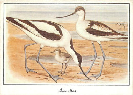 Animaux - Oiseaux - Art - Dessin - Peinture - Oiseaux De Mer - Avocettes - CPM - Voir Scans Recto-Verso - Vogels