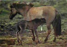 Animaux - Chevaux - Chevaux D'Islande - Jument Et Son Poulain - CPM - Voir Scans Recto-Verso - Chevaux