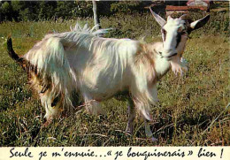 Animaux - Chèvres - CPM - Voir Scans Recto-Verso - Other & Unclassified