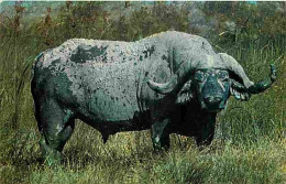 Animaux - Buffalo - African Wild Life - CPM - Voir Scans Recto-Verso - Autres & Non Classés