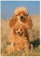 Chiens - CPM - Voir Scans Recto-Verso - Hunde