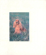 Chiens - CPM - Voir Scans Recto-Verso - Hunde