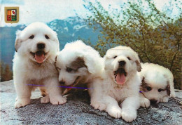 Chiens - CPM - Voir Scans Recto-Verso - Hunde