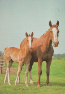 HORSE Animals Vintage Postcard CPSM #PBR844.A - Chevaux
