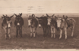 ASINO Animale Vintage CPA Cartolina #PAA224.A - Donkeys