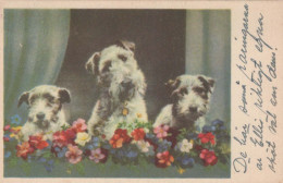PERRO Animales Vintage Tarjeta Postal CPA #PKE797.A - Hunde