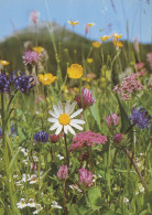 FLOWERS Vintage Postcard CPSM #PAR242.GB - Flowers
