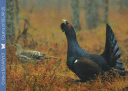 UCCELLO Animale Vintage Cartolina CPSM #PAN352.IT - Vogels