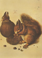 SQUIRREL Animals Vintage Postcard CPSM #PBS711.GB - Other & Unclassified