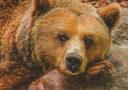 BEAR Animals Vintage Postcard CPSM #PBS272.GB - Bears