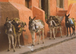 DONKEY Animals Vintage Postcard CPSM #PBR945.GB - Burros