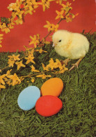 EASTER CHICKEN EGG Vintage Postcard CPSM #PBP159.GB - Pâques